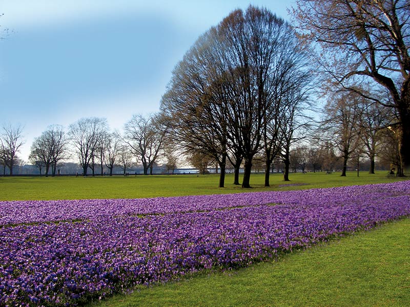 Eine Frühlingsaufnahme des blühenden Krokusfeldes -das Blaue Band am Rhein