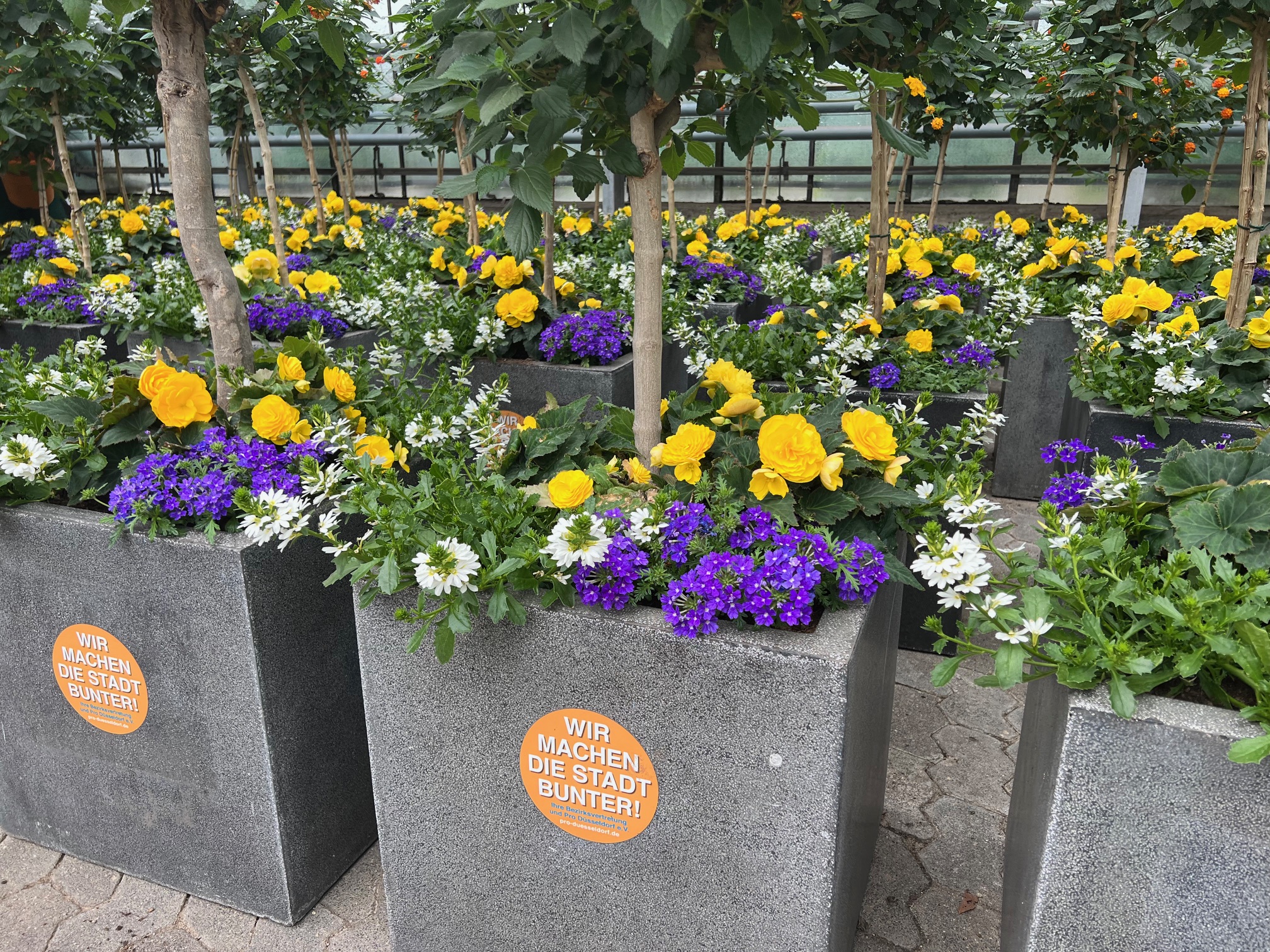 BlumenOasen "Buntes Treiben mitten im Asphaltgrau"