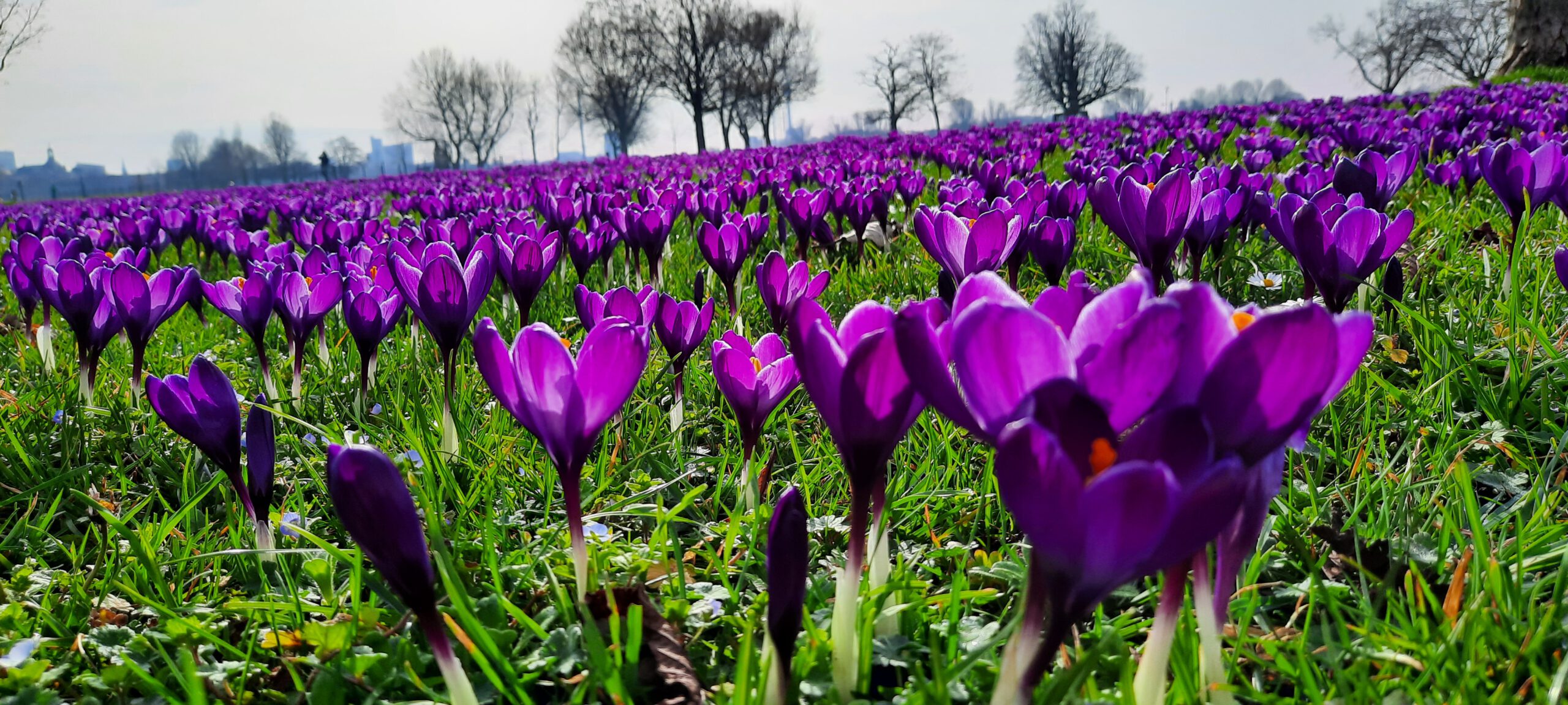 Das Blaue Band / Krokusfelder im Rheinpark