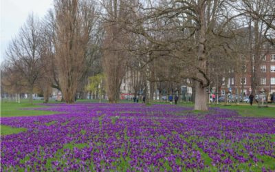 Frühlingsblüher in Düsseldorf