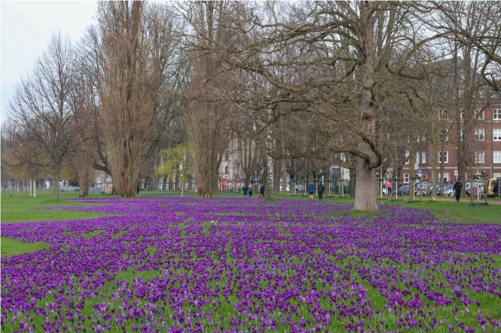 Frühlingsblüher in Düsseldorf