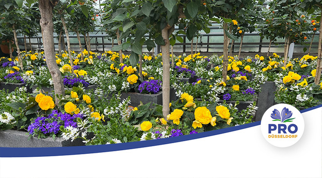 ProDüsseldorf_swoosh_blumenkübel BlumenOasen "Buntes Treiben mitten im Asphaltgrau"