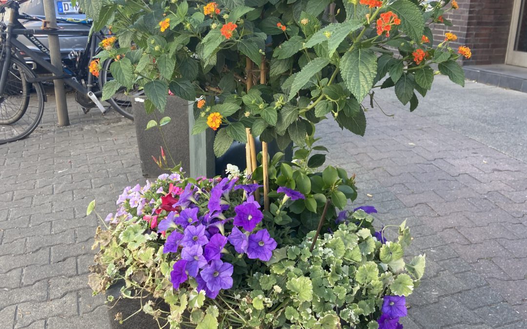 Zwanzig Jahre Blumenoasen – über 500 Standorte in der ganzen Stadt