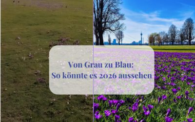 Wie aus 24 Tonnen Krokussen eine Düsseldorfer Ikone wurde – das Blaue Band wächst weiter