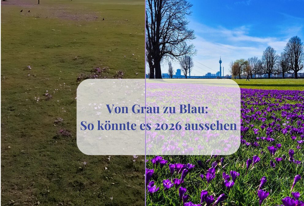 Vergleichsfoto vorher-nachher Wiese mit Krokussen im Rheinpark, links unterbrochene Blüte, rechts ein volles Blütenmeer