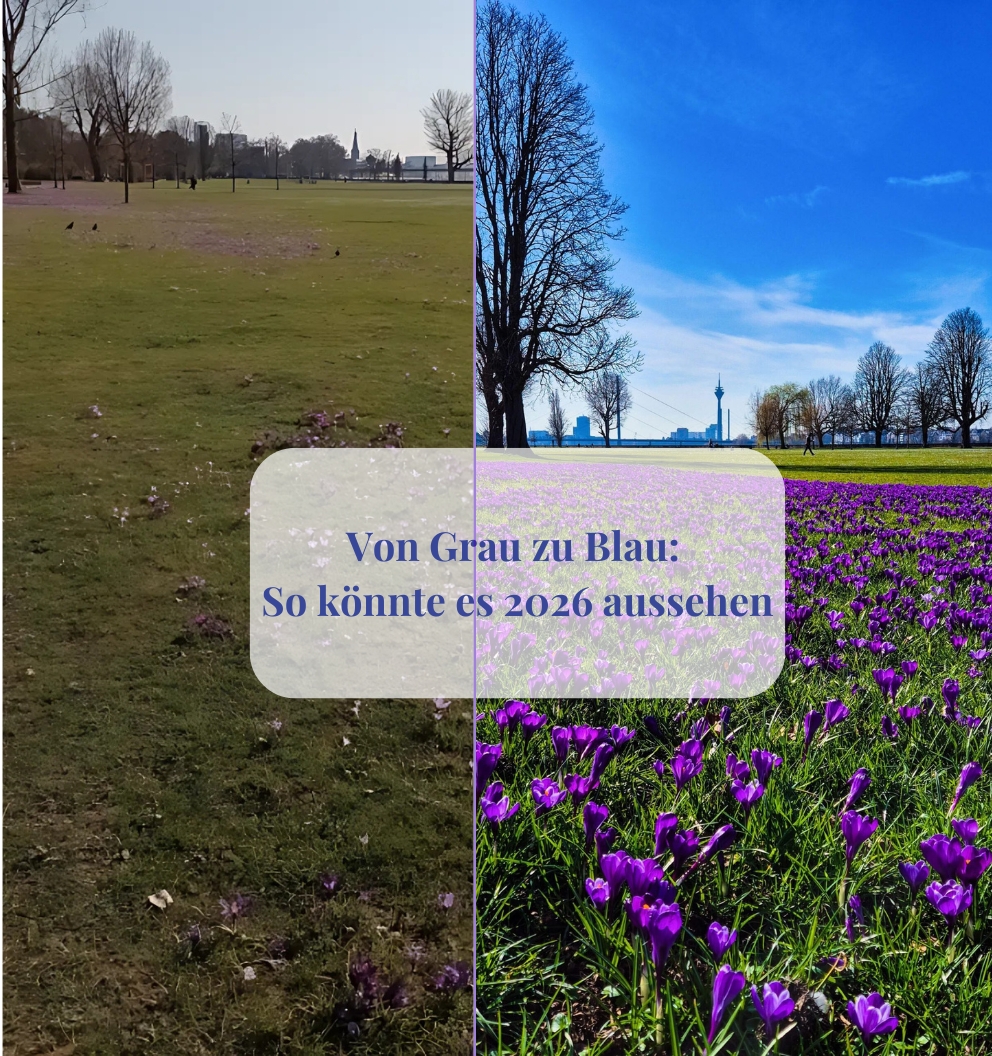 Vergleichsfoto vorher-nachher Wiese mit Krokussen im Rheinpark, links unterbrochene Blüte, rechts ein volles Blütenmeer