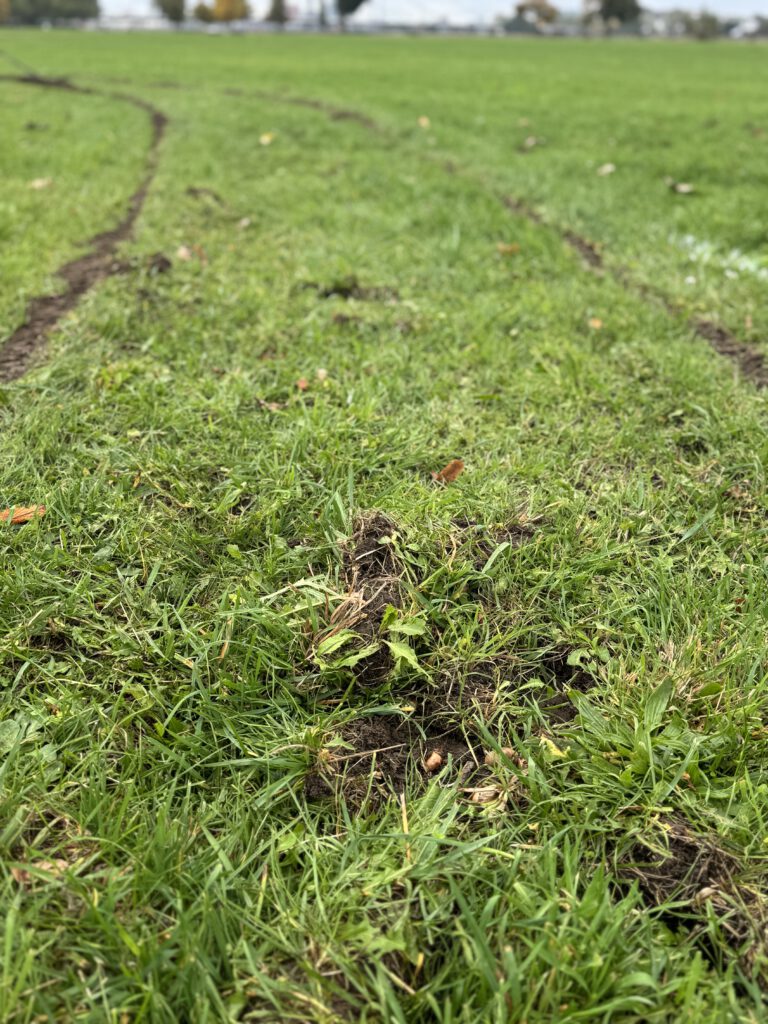 Krokuszwiebeln wurden maschinell in die Erde gepflanzt