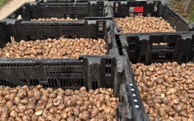 Pflanzfest „Blaues Band“ im Rheinpark