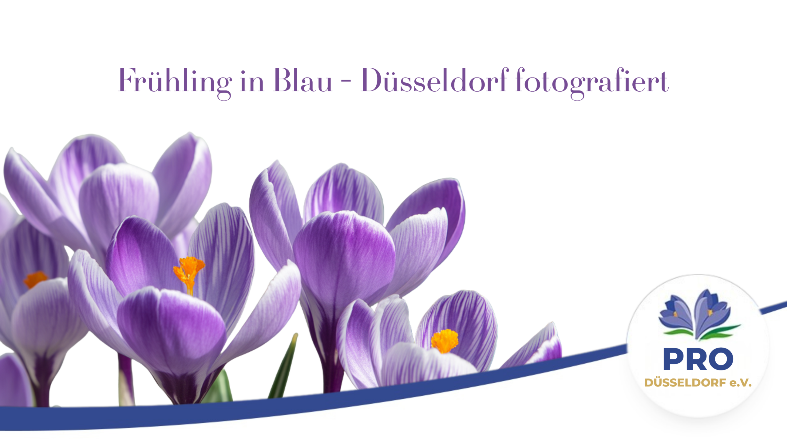 HEader bild 2 fuer hero video Das Blaue Band am Rhein: violett blühende Krokusse in Düsseldorf