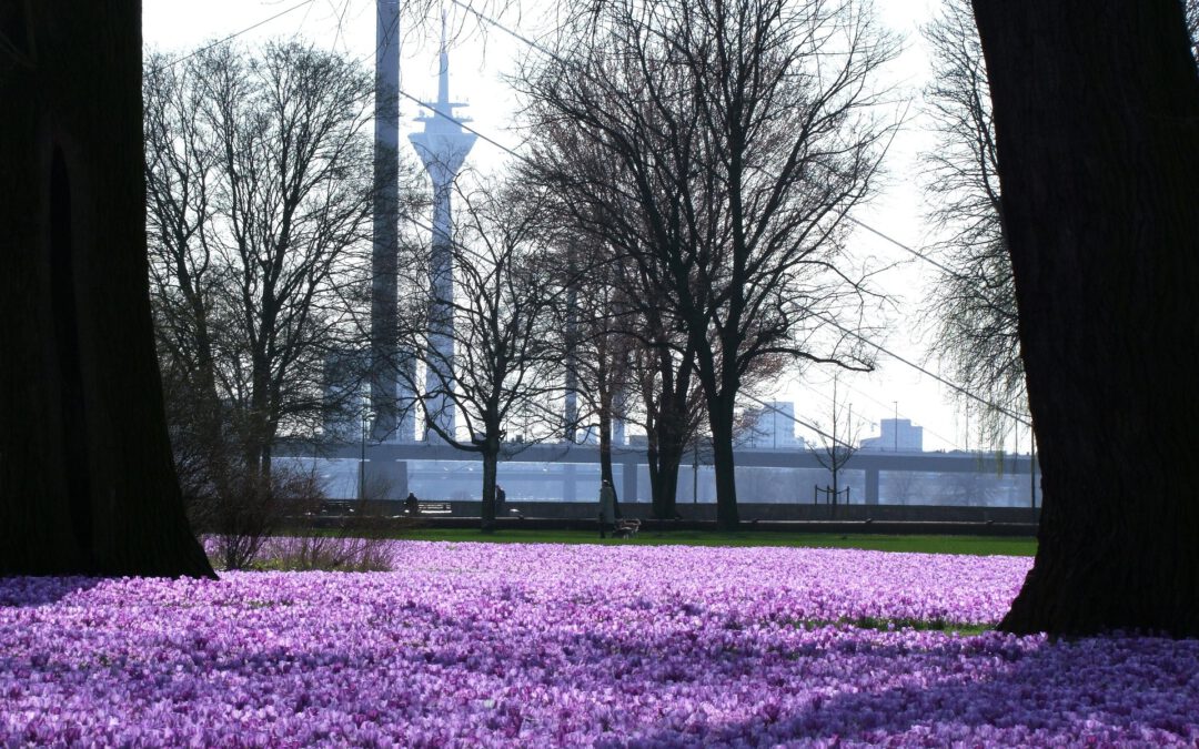 Das Blaue Band blüht wieder – 11 Millionen Krokuszwiebeln setzen ein Zeichen für eine blühende Stadt