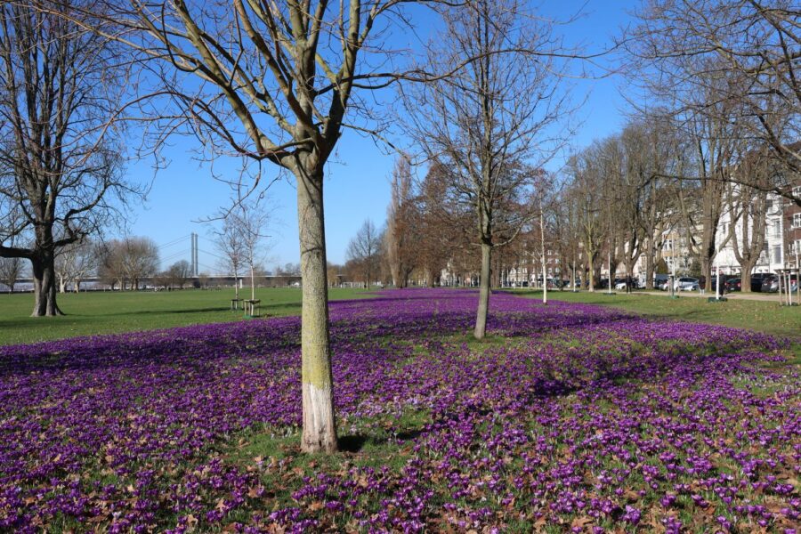 Blühende Krokusse im Düsseldorfer Rheinpark im März 2026