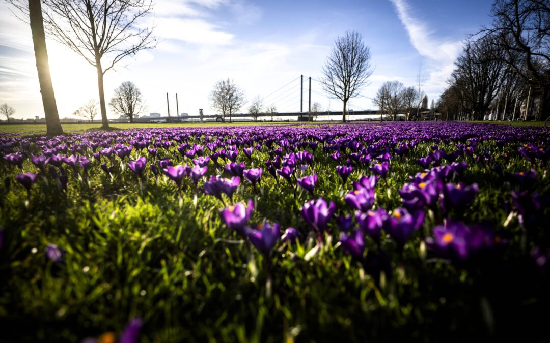 Das Blaue Band am Rhein - Krokusblüte in Düsseldorfs Rheinpark im Frühling bei schönstem Sonnenschein